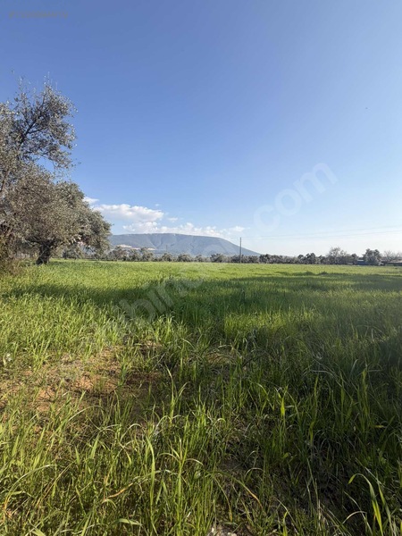Muğla Milas Merkezde Satılık Değerli Arazi — fotoğraf 3