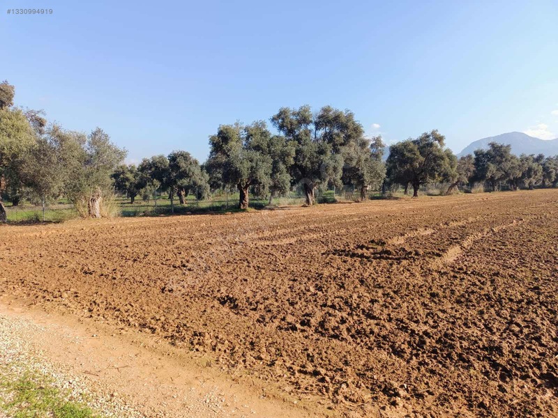 Muğla Milas Merkezde Satılık Değerli Arazi — fotoğraf 7