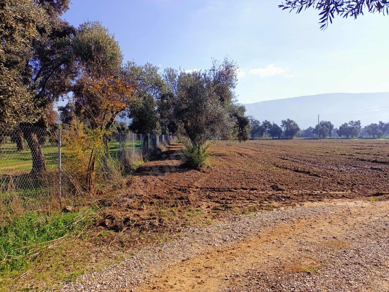 Muğla Milas Merkezde Satılık Değerli Arazi — fotoğraf 9