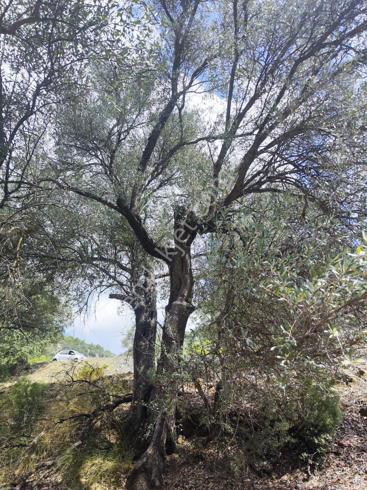 Fethiye Nif Satılık 1.444M2 Tapulu Zeytinlik
