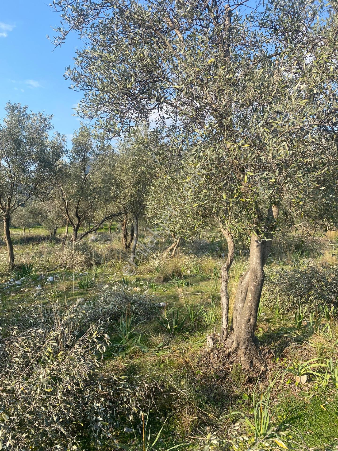 Fethiye Nif Satılık 1.444M2 Tapulu Zeytinlik — fotoğraf 10