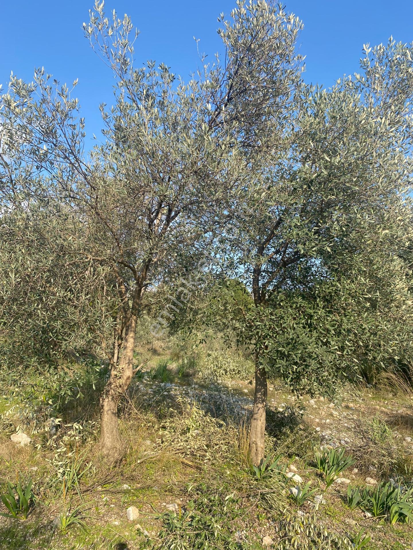 Fethiye Nif Satılık 1.444M2 Tapulu Zeytinlik — fotoğraf 11