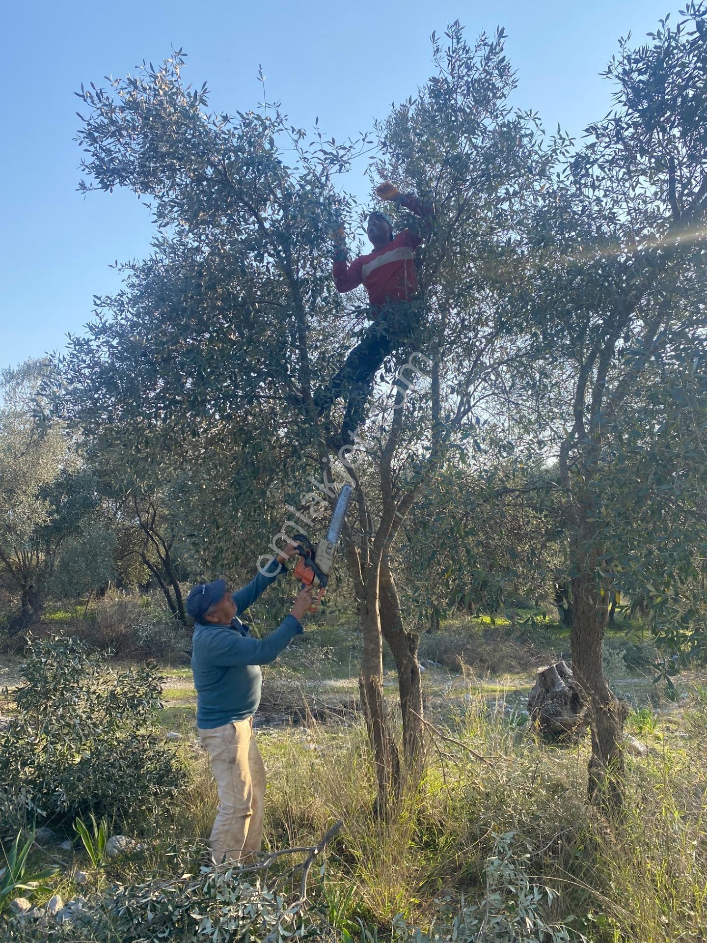 Fethiye Nif Satılık 1.444M2 Tapulu Zeytinlik — fotoğraf 12