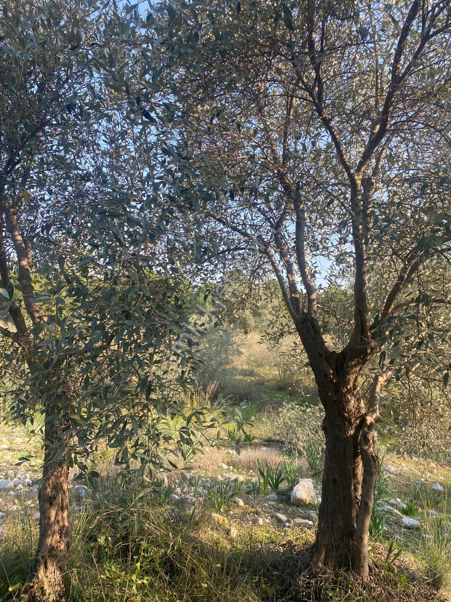 Fethiye Nif Satılık 1.444M2 Tapulu Zeytinlik — fotoğraf 13