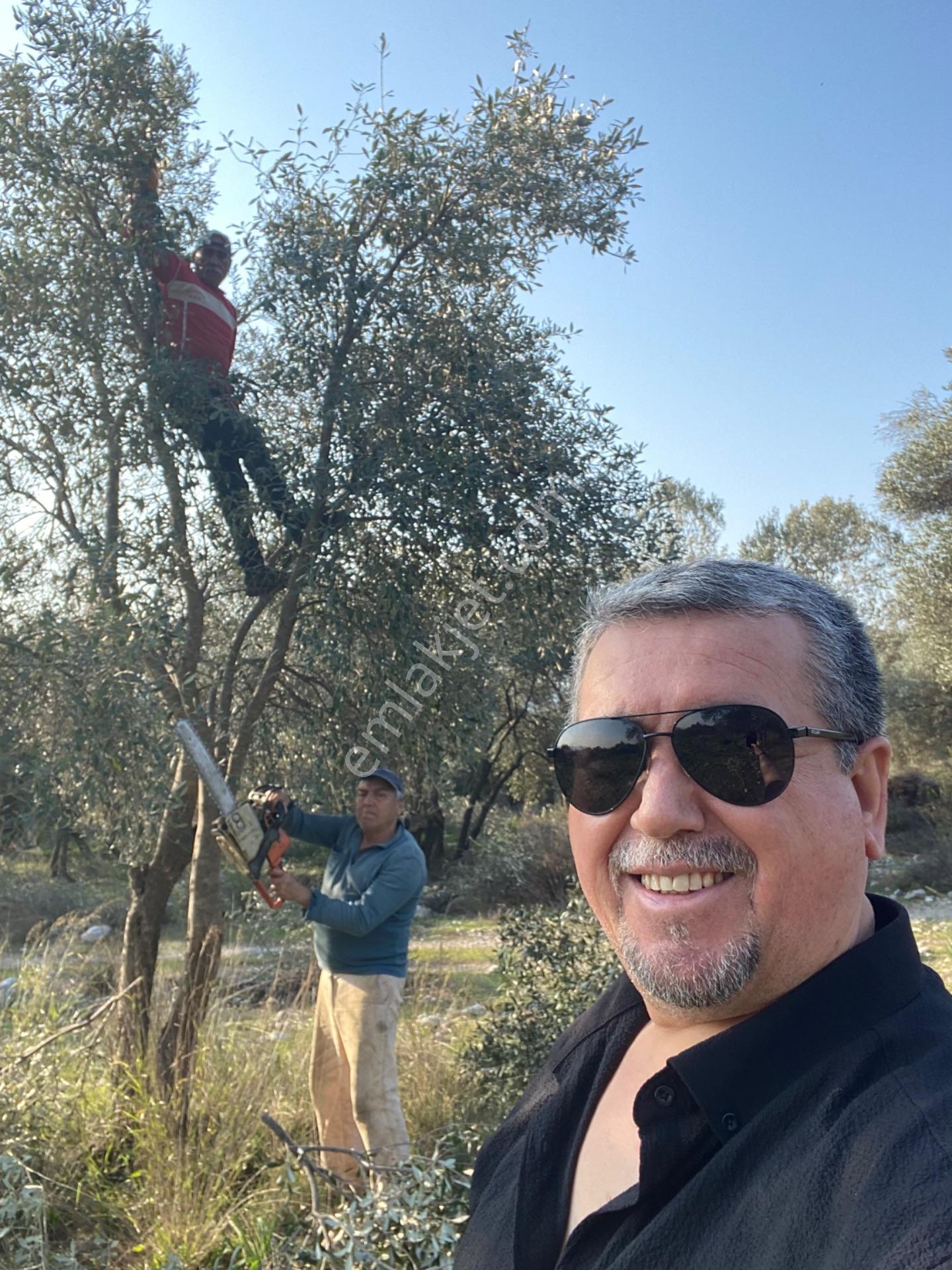 Fethiye Nif Satılık 1.444M2 Tapulu Zeytinlik — fotoğraf 14