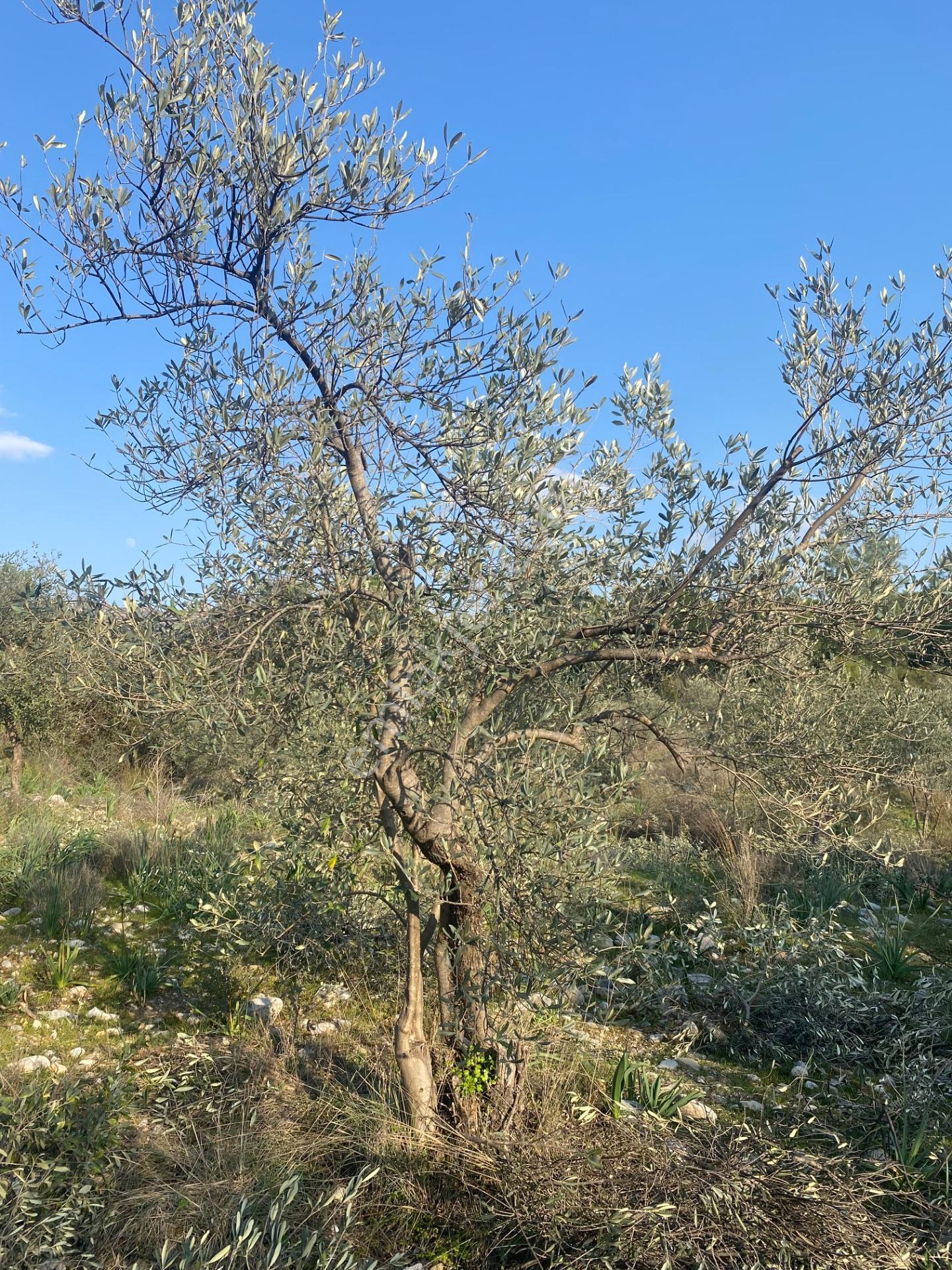 Fethiye Nif Satılık 1.444M2 Tapulu Zeytinlik — fotoğraf 15