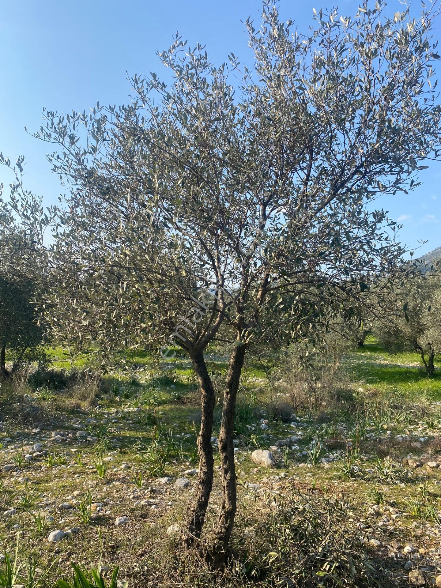 Fethiye Nif Satılık 1.444M2 Tapulu Zeytinlik — fotoğraf 16