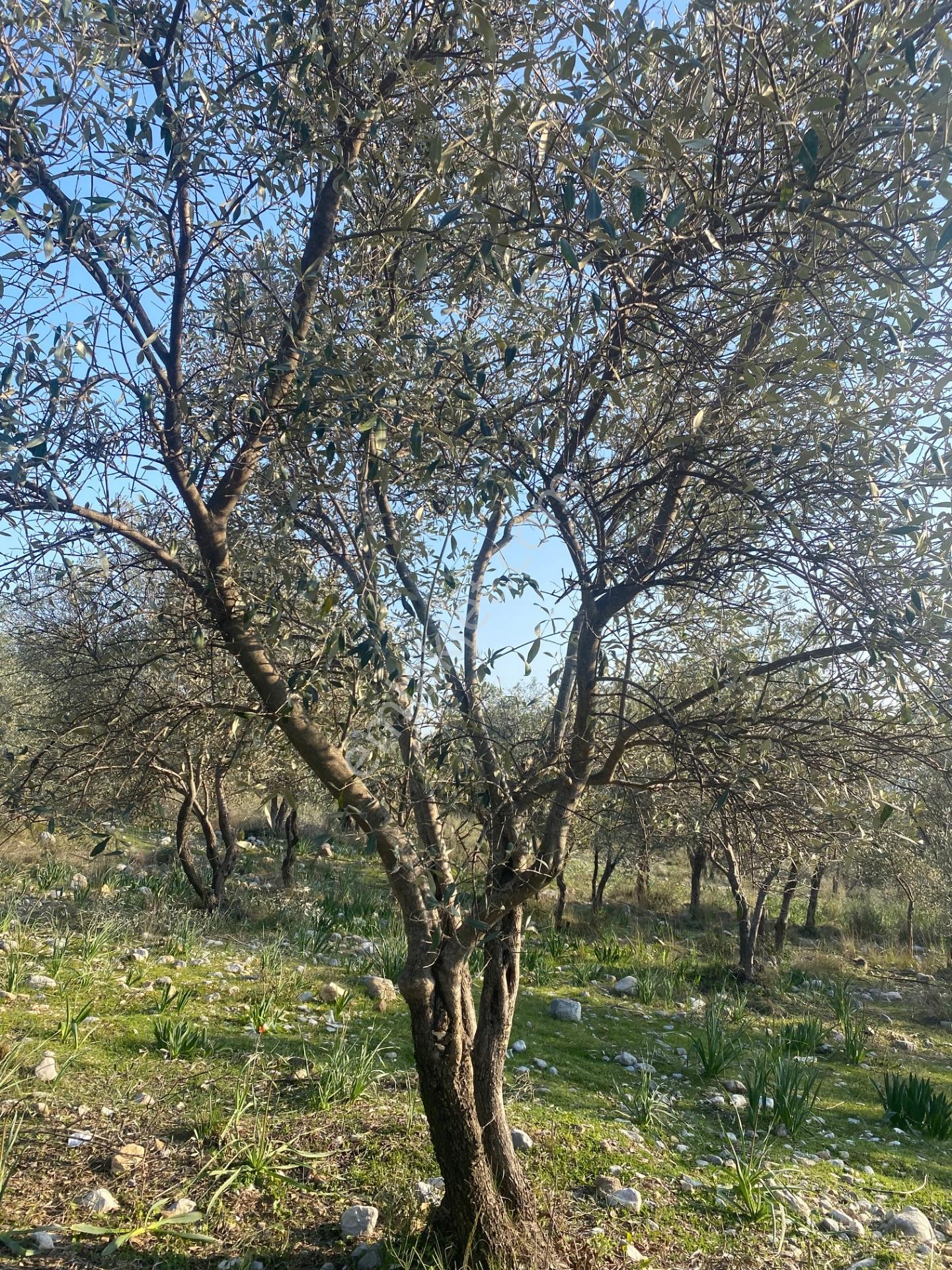 Fethiye Nif Satılık 1.444M2 Tapulu Zeytinlik — fotoğraf 18