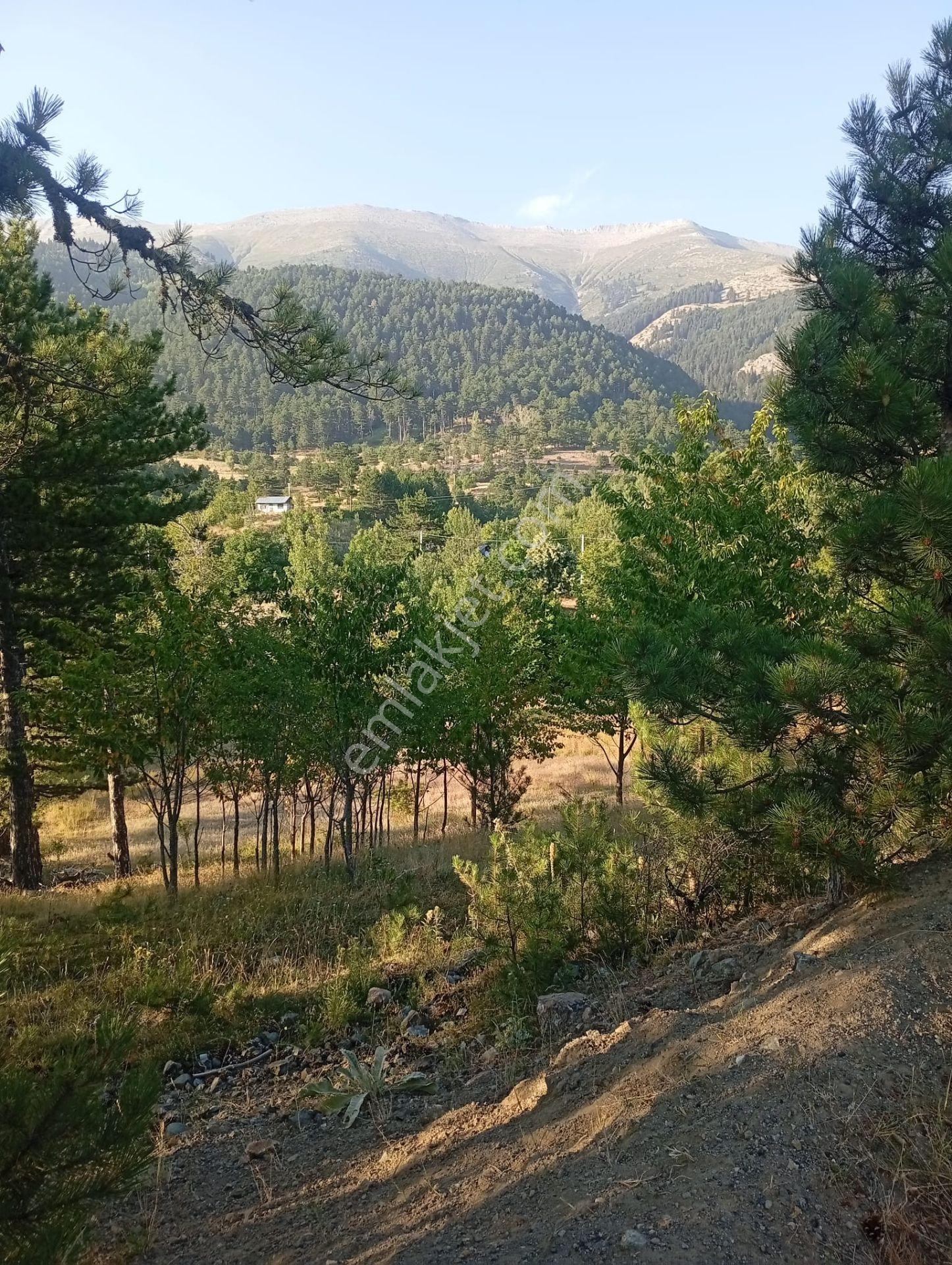 Osmangazi Dagdibinde Muhteşem Hobi Bahçelik Tarla