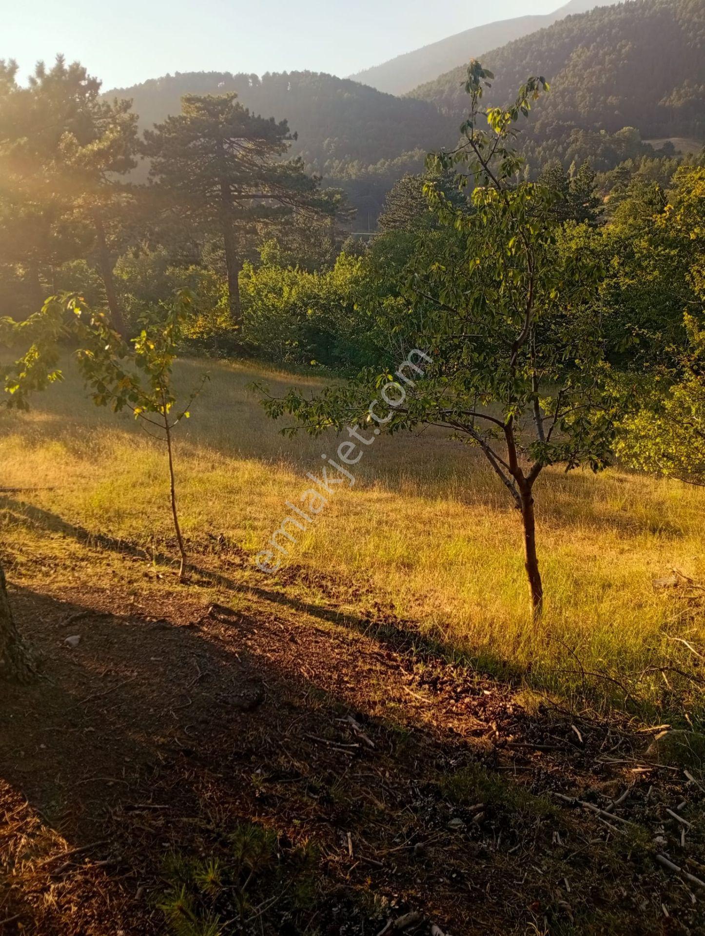 Osmangazi Dagdibinde Muhteşem Hobi Bahçelik Tarla — fotoğraf 7