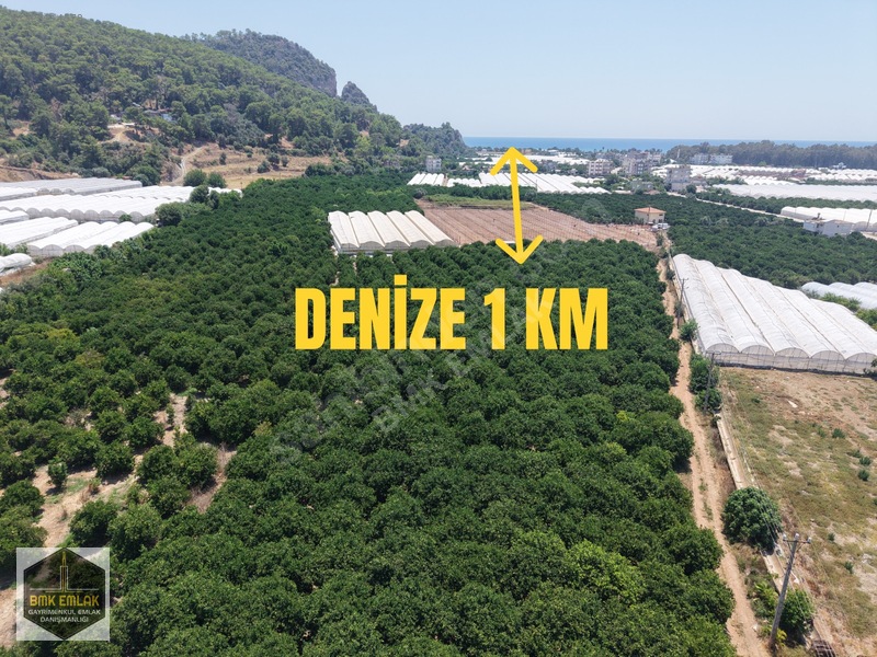 Kumluca Mavikent Yenicede Denize Yakın Bakımlı Meyve Bahçesi — fotoğraf 3
