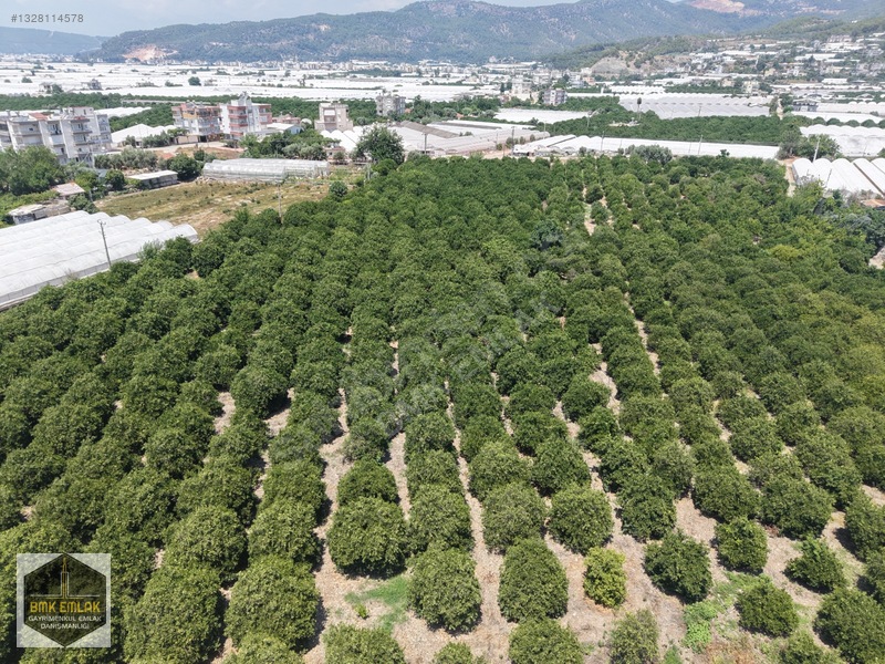 Kumluca Mavikent Yenicede Denize Yakın Bakımlı Meyve Bahçesi — fotoğraf 14