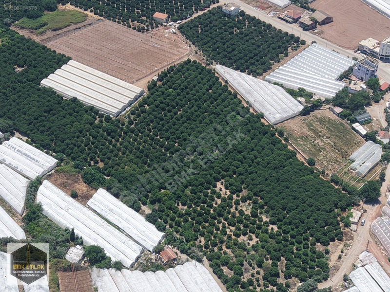 Kumluca Mavikent Yenicede Denize Yakın Bakımlı Meyve Bahçesi — fotoğraf 18