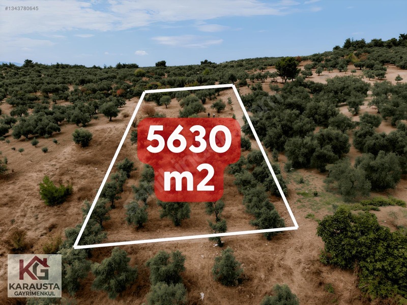Karausta'Dan Selçikli'De Fırsat 5630 M2 Satılık Zeytinlik