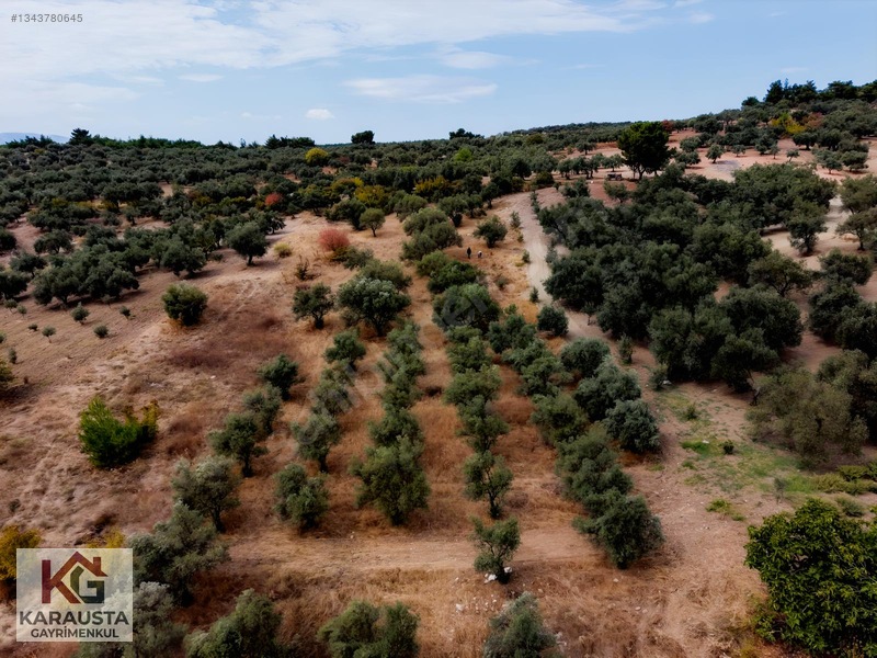 Karausta'dan Selçikli'de Fırsat 5630 M2 Satılık Zeytinlik — fotoğraf 2