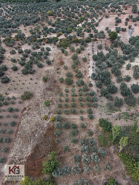 Karausta'dan Selçikli'de Fırsat 5630 M2 Satılık Zeytinlik — fotoğraf 3