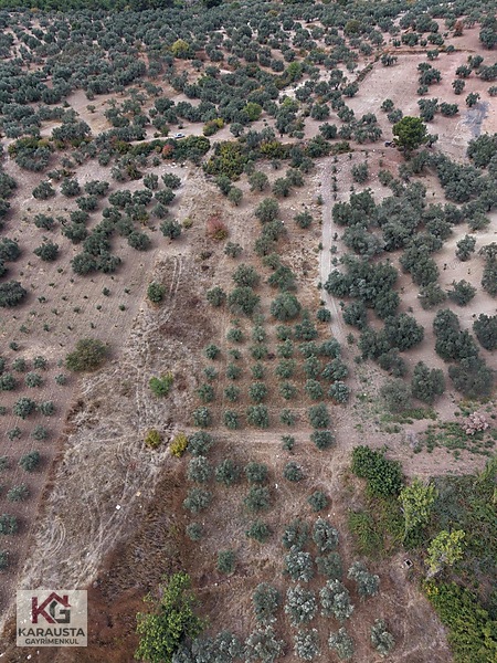 Karausta'dan Selçikli'de Fırsat 5630 M2 Satılık Zeytinlik — fotoğraf 4
