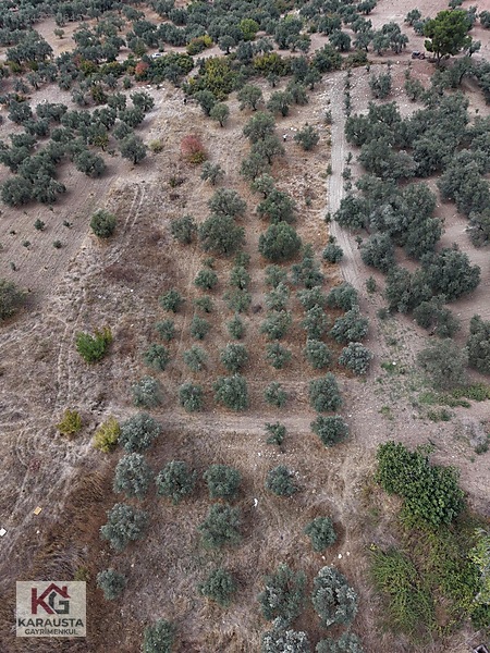 Karausta'dan Selçikli'de Fırsat 5630 M2 Satılık Zeytinlik — fotoğraf 5
