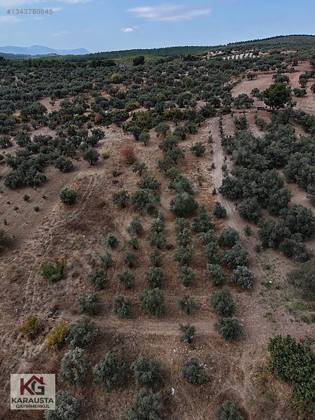 Karausta'dan Selçikli'de Fırsat 5630 M2 Satılık Zeytinlik — fotoğraf 6