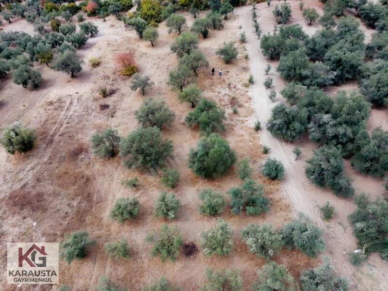 Karausta'dan Selçikli'de Fırsat 5630 M2 Satılık Zeytinlik — fotoğraf 7