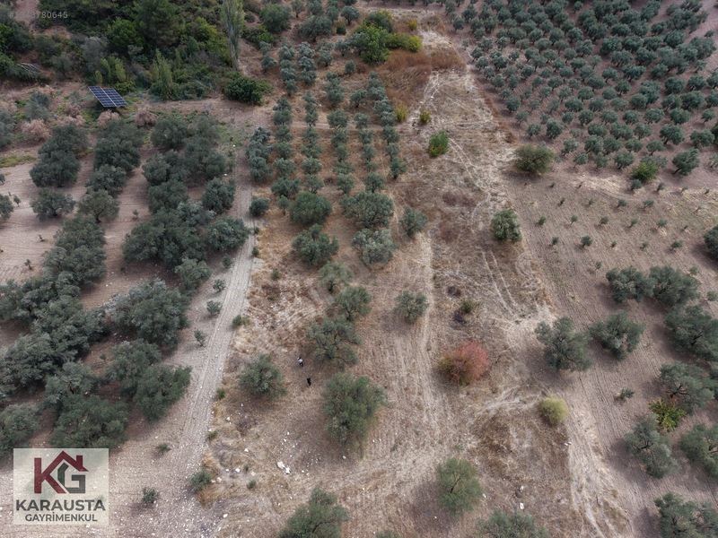 Karausta'dan Selçikli'de Fırsat 5630 M2 Satılık Zeytinlik — fotoğraf 8