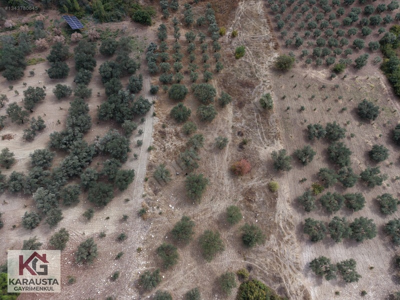 Karausta'dan Selçikli'de Fırsat 5630 M2 Satılık Zeytinlik — fotoğraf 9