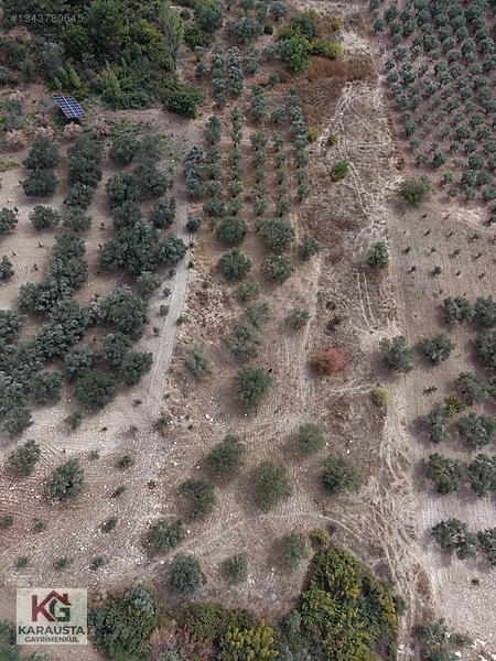 Karausta'dan Selçikli'de Fırsat 5630 M2 Satılık Zeytinlik — fotoğraf 10