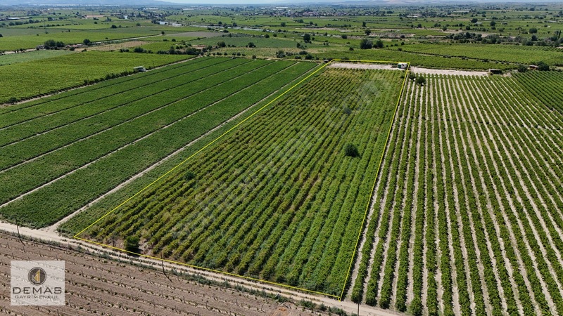 Salihli Çavlu'da 24.100 M² Bağ Evli, Sondajlı Satılık Üzüm Bağı — fotoğraf 2