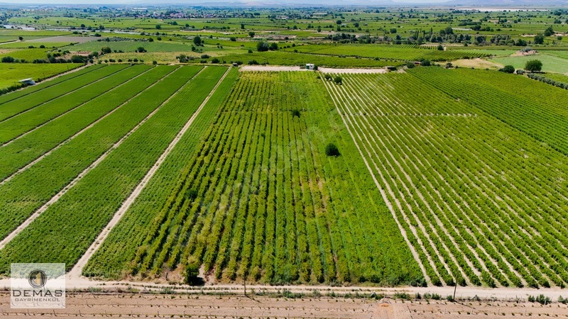 Salihli Çavlu'da 24.100 M² Bağ Evli, Sondajlı Satılık Üzüm Bağı — fotoğraf 3
