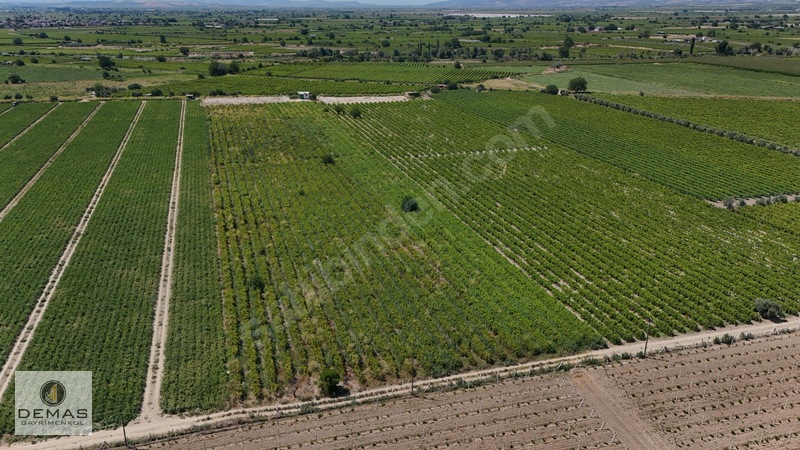 Salihli Çavlu'da 24.100 M² Bağ Evli, Sondajlı Satılık Üzüm Bağı — fotoğraf 6