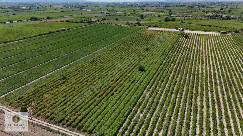 Salihli Çavlu'da 24.100 M² Bağ Evli, Sondajlı Satılık Üzüm Bağı — fotoğraf 7
