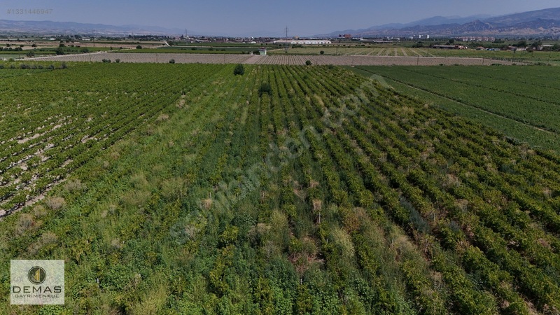 Salihli Çavlu'da 24.100 M² Bağ Evli, Sondajlı Satılık Üzüm Bağı — fotoğraf 17