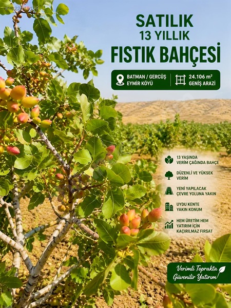 Soysal Emlak | Eymir Köyünde Verimli 13 Yıllık Fıstık Bahçesi