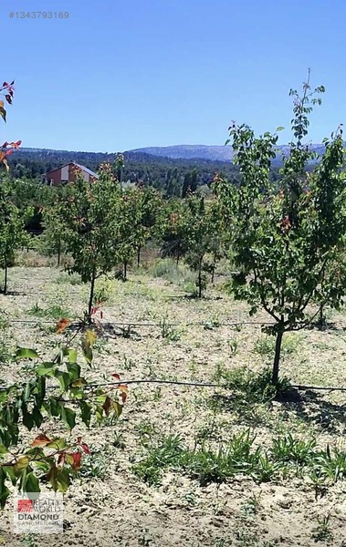 Korkuteli Süleklerde Satılık 1625 M2 Hisse — fotoğraf 4