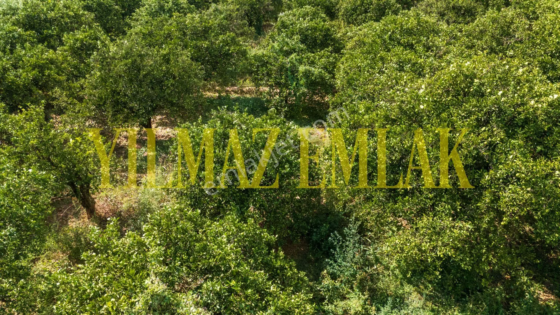 Nazilli Hamzallı'da Satılık 5897 M² Narenciye Bahçesi 2 Adet Parseldir — fotoğraf 4