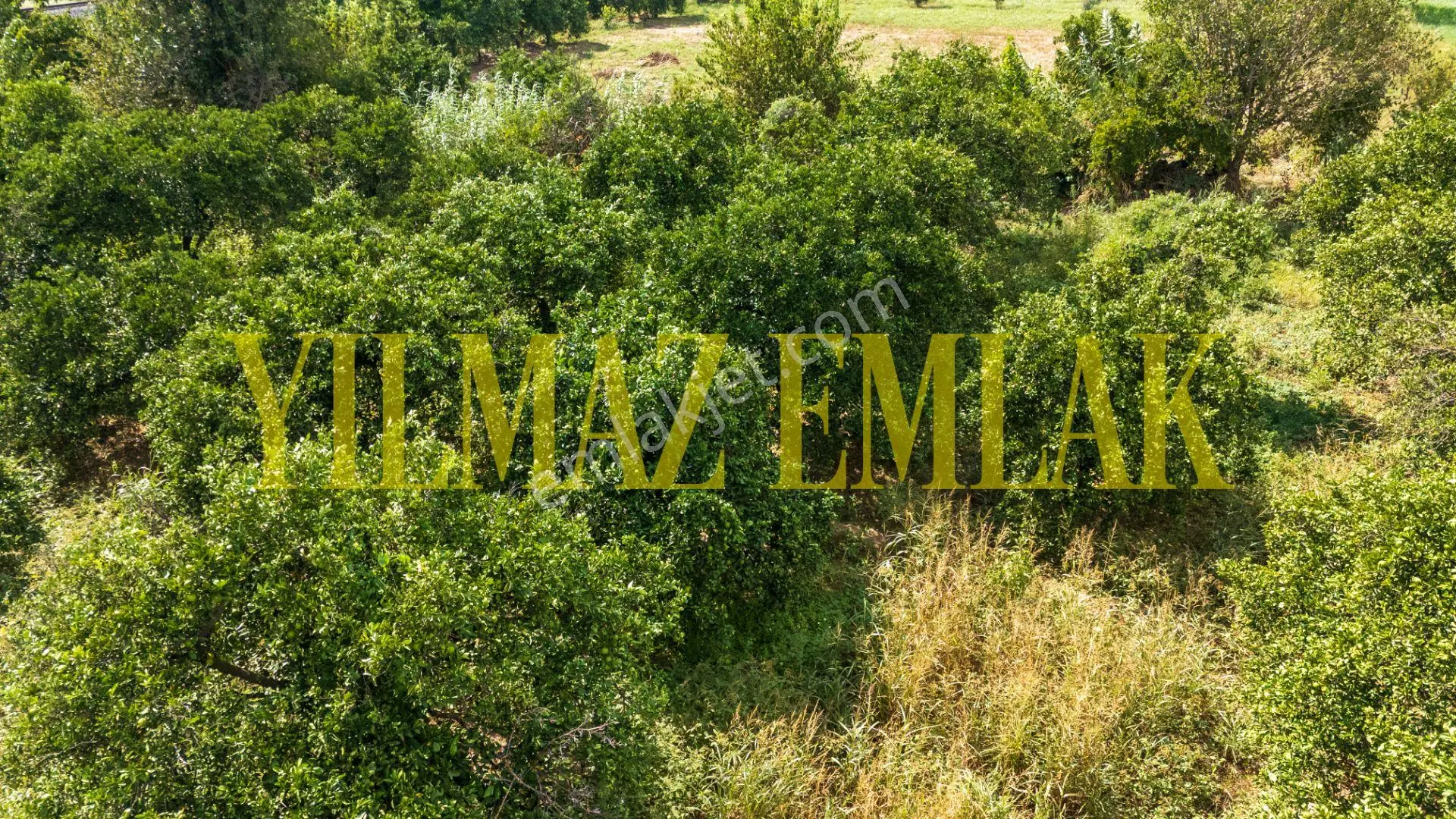 Nazilli Hamzallı'da Satılık 5897 M² Narenciye Bahçesi 2 Adet Parseldir — fotoğraf 5