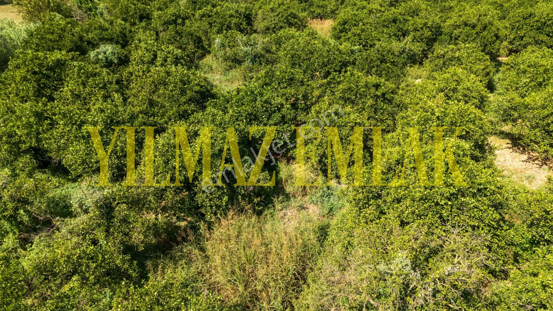 Nazilli Hamzallı'da Satılık 5897 M² Narenciye Bahçesi 2 Adet Parseldir — fotoğraf 9