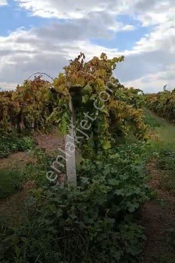 Gümülceli'de | Damla Sulama Sistemli | Yolu Olan Tam Verimde Bağ — fotoğraf 4