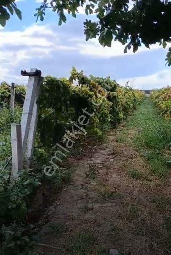 Gümülceli'de | Damla Sulama Sistemli | Yolu Olan Tam Verimde Bağ — fotoğraf 5