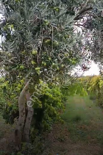 Gümülceli'de | Damla Sulama Sistemli | Yolu Olan Tam Verimde Bağ — fotoğraf 6