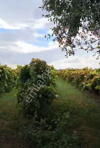 Gümülceli'de | Damla Sulama Sistemli | Yolu Olan Tam Verimde Bağ — fotoğraf 8