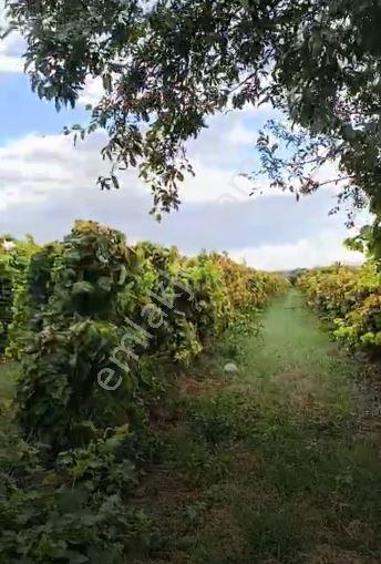 Gümülceli'de | Damla Sulama Sistemli | Yolu Olan Tam Verimde Bağ — fotoğraf 10
