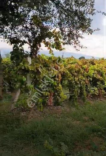 Gümülceli'de | Damla Sulama Sistemli | Yolu Olan Tam Verimde Bağ — fotoğraf 11