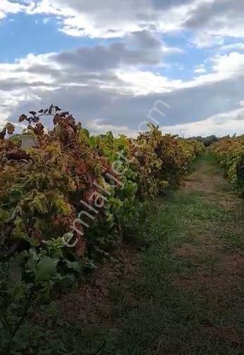 Gümülceli'de | Damla Sulama Sistemli | Yolu Olan Tam Verimde Bağ — fotoğraf 12