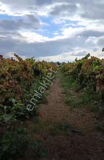 Gümülceli'de | Damla Sulama Sistemli | Yolu Olan Tam Verimde Bağ — fotoğraf 13
