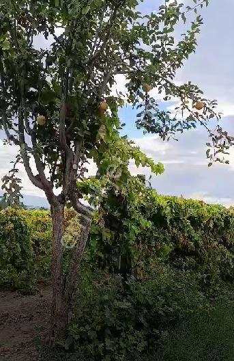 Gümülceli'de | Damla Sulama Sistemli | Yolu Olan Tam Verimde Bağ — fotoğraf 14