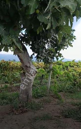 Gümülceli'de | Damla Sulama Sistemli | Yolu Olan Tam Verimde Bağ — fotoğraf 15