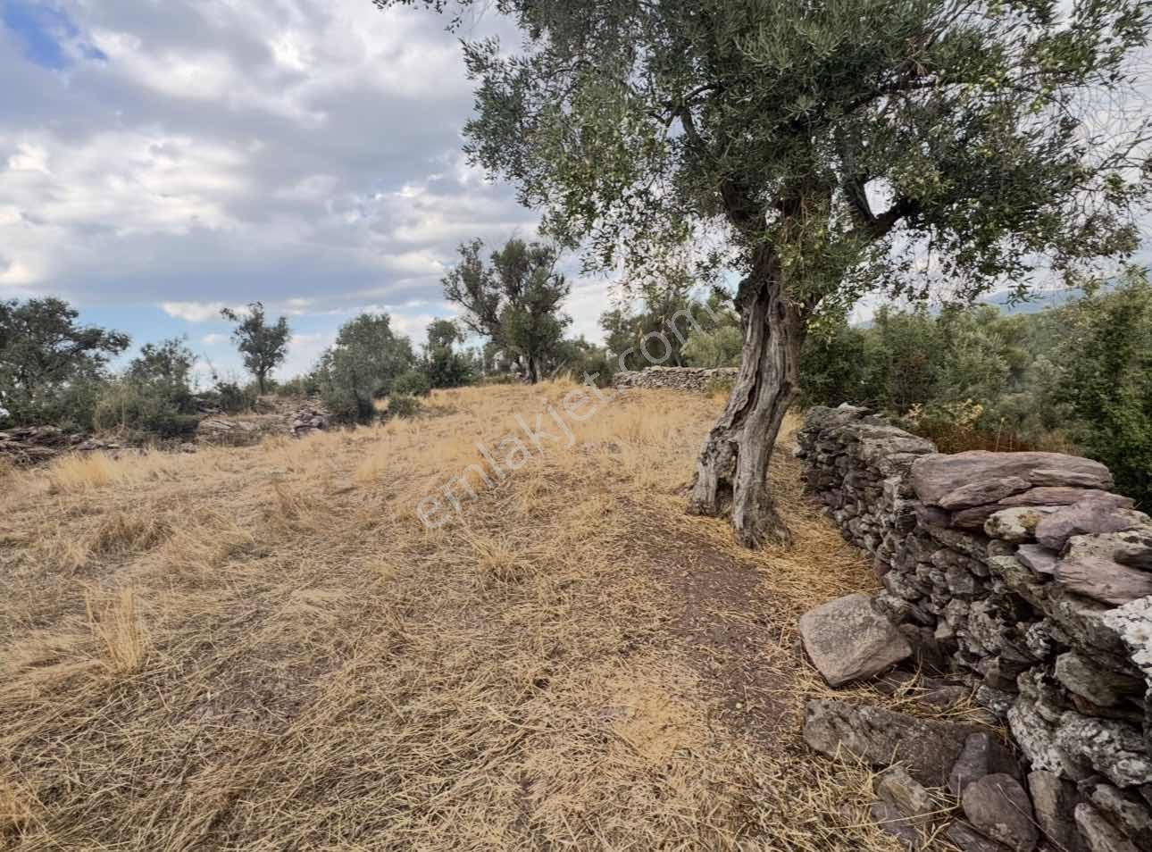 Milas Pınararasında 5.240 M² Satılık Zeytinlik — fotoğraf 2