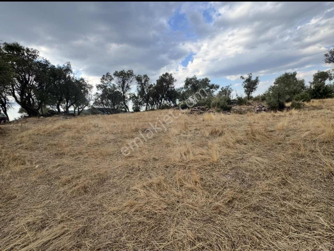 Milas Pınararasında 5.240 M² Satılık Zeytinlik — fotoğraf 3
