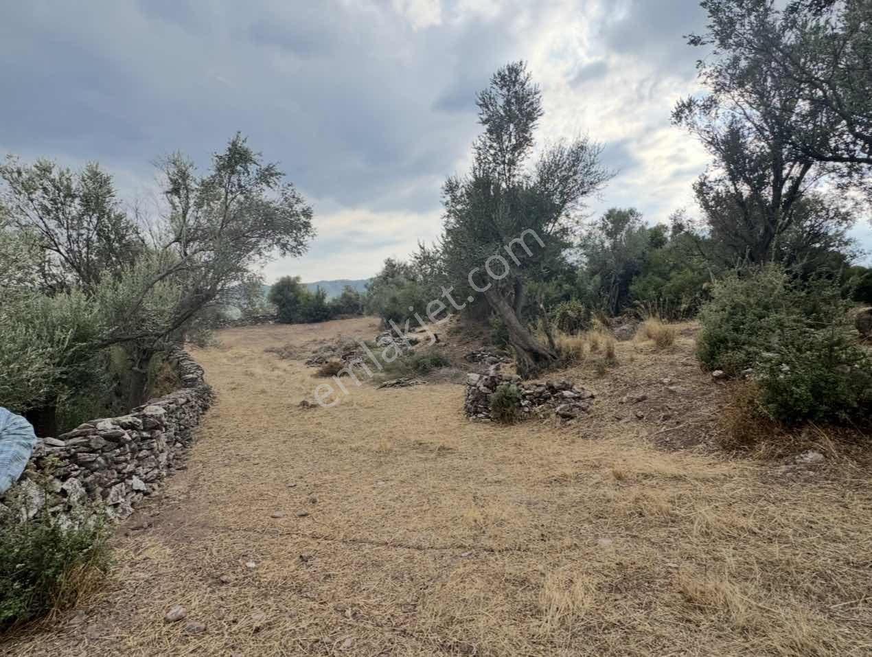 Milas Pınararasında 5.240 M² Satılık Zeytinlik — fotoğraf 5